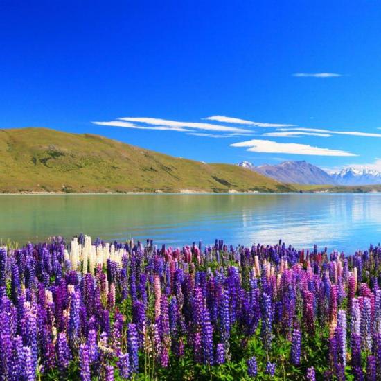 Новая Зеландия